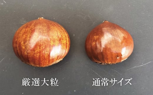 この道50年の職人が焼く、やさしい甘みたっぷりの「厳選大粒と通常サイズ」合計1kg！食べ比べセット 焼きたて 栗 くり 栗爪 殻付き お菓子 おつまみ 人気 高リピート 小分け 栗ご飯 栗きんとん 甘露煮 H045-063