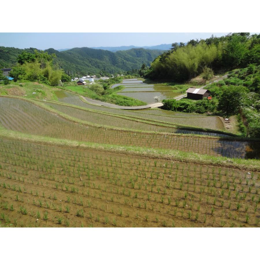 ＜霜尾共造農園＞京都　西方寺平　”棚田米”特別栽培米「コシヒカリ」（農薬不使用）5kgx2（計10kg）【6ヵ月定期便】9月開始