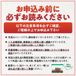 【ヘラクレスオオカブト】メス1匹（フリーサイズ）_ヘラクレスオオカブト メス 1匹 サイズフリー 養殖工房 累代飼育 自家製 オリジナルマット 産卵 幼虫 管理 成虫 ヘラクレス オオカブト コガネム