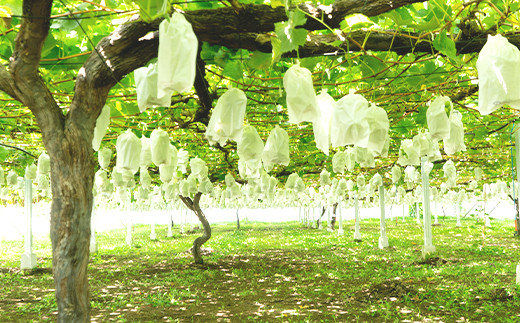 【2025年 先行予約】シャイン マスカット & 梨 人気 フルーツ 食べ比べ セット【2025年 9月上旬ころ～9月中旬ころ発送予定】シャインマスカット 1房 700g以上 梨 2玉 豊水 or あ