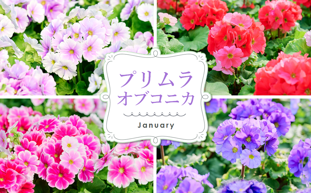 【先行受付9月より発送 数量･期間限定 】鉢花 定期便 3回(9月・11月・1月) 【鉢花 ふるさと納税 定期便】(H069117)