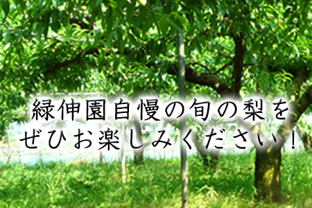 梨 熊本県産 旬の梨 約3kg 先行予約 緑伸園 熊本 梨