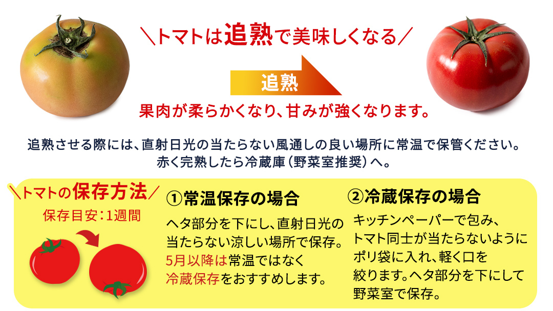 《 2027年 収穫分 》2～3月配送 スーパーフルーツトマト てるて姫 中箱 約1.2kg × 1箱 【12～15玉/1箱】 糖度9度以上 先行予約 フルーツトマト ブランドトマト 野菜 ギフト 贈