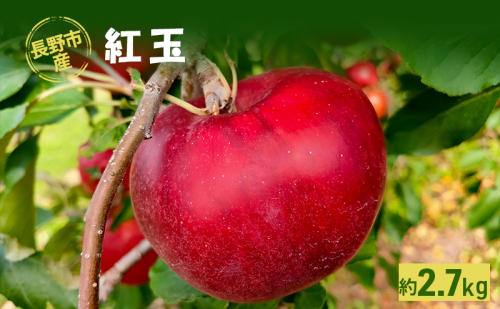 2026年発送 長野市産「紅玉」約2.7kg