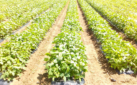 【9月末～発送開始】枝豆 2kg 朝採り新潟県黒埼産 枝豆