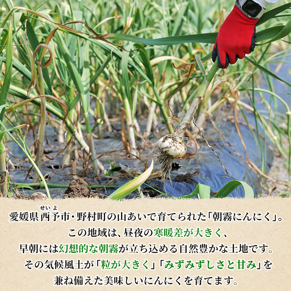 西予市産　朝霧にんにく（乾燥小袋）65袋セット
