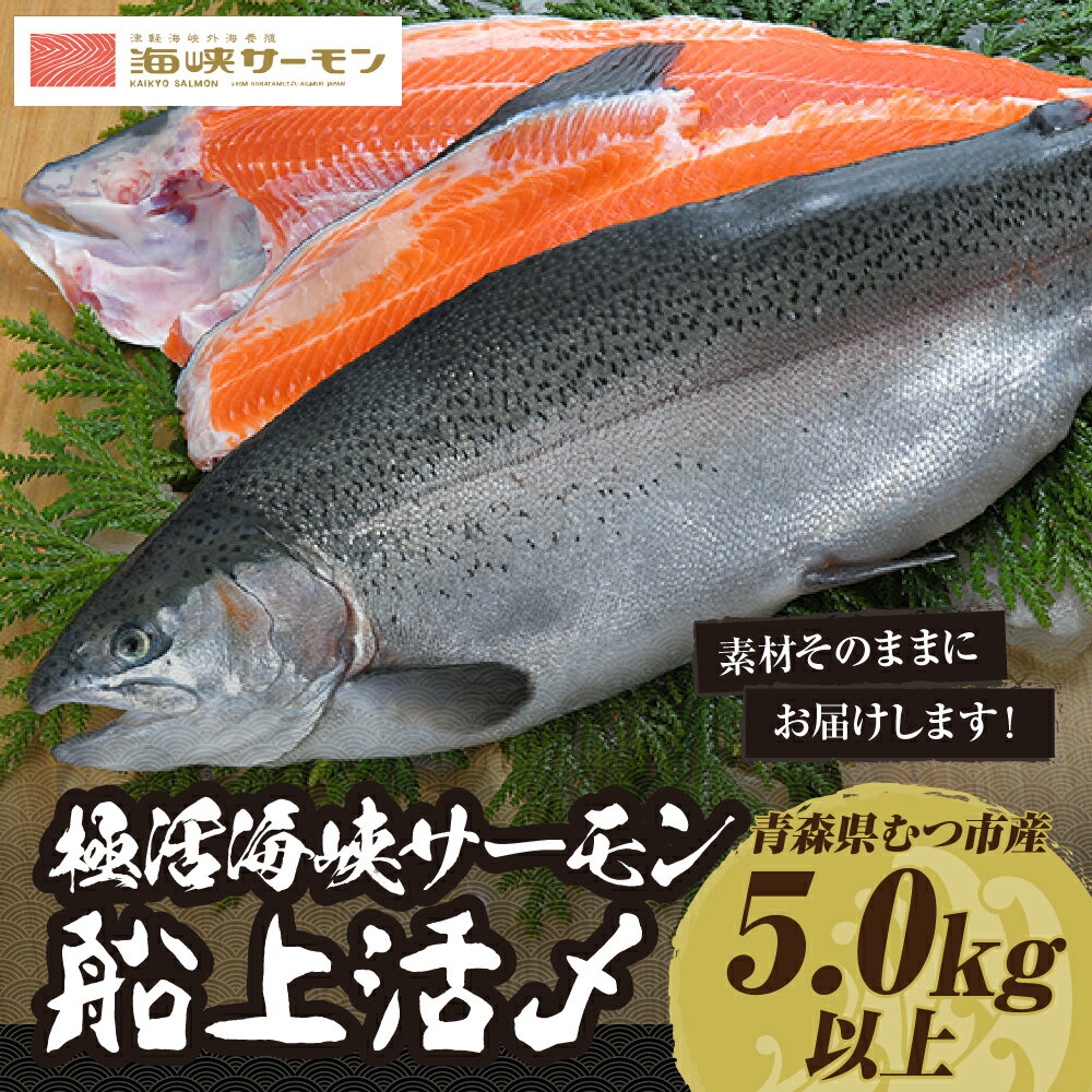 【ふるさと納税】極 活〆海峡サーモン5.0kg以上(冷蔵)【配送不可地域：離島】サーモン 鮭 さけ サケ 海鮮