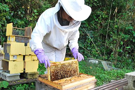 【自然のまま】富津産ハチミツ500g（5～6月の花）