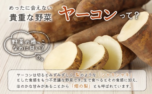 【先行予約】【北海道恵庭市産】余湖農園のヤーコン4kg
