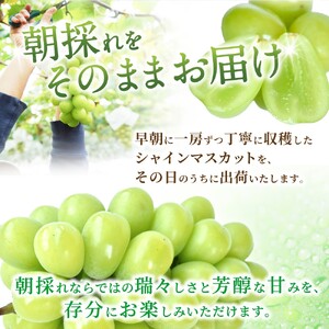 先行予約！ 朝摘み シャインマスカット 秀品  2房（約1.2kg）こだわり農家厳選！【2026年8月末から9月末順次発送予定】【BK-kgr035】