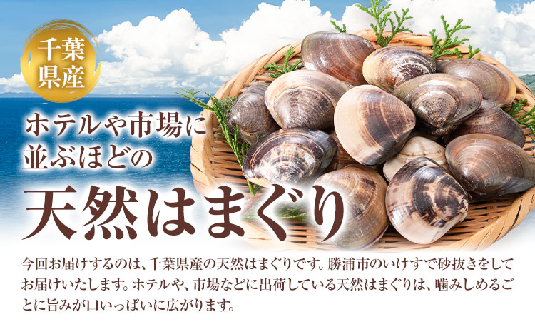 数量限定 天然 活 はまぐり 2kg 1個:40g～80g 寺田水産 《11月中旬-6月末頃出荷》千葉県 勝浦市 海産 貝 はまぐり【配送不可地域：離島・北海道・沖縄県・東北・中国・四国・九州】---
