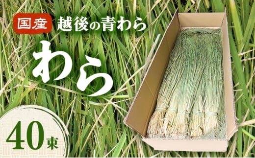 国産越後の青刈り わら40束 青わら しめ飾り インテリア ハンドメイド 国産 新潟 越後