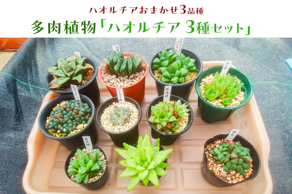 
多肉植物「ハオルチア 3種セット」 mi0034-0002
