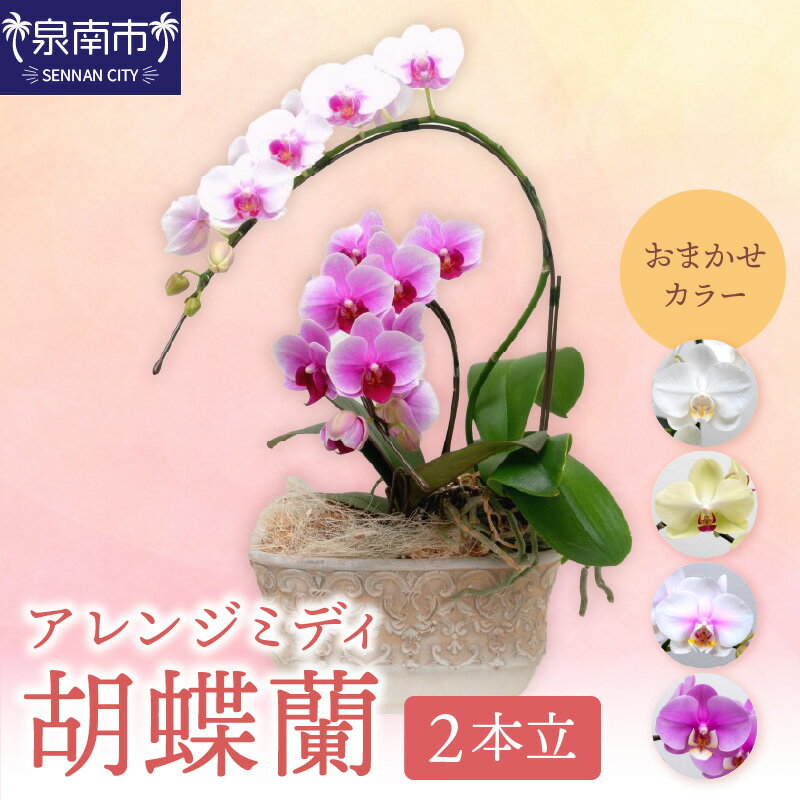 【ふるさと納税】アレンジミディ胡蝶蘭 2本立【配送不可地域：北海道・沖縄・離島】