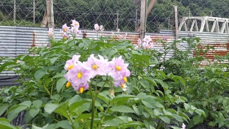 兵庫安心ブランド・グランドペチカS～L混合サイズ約5kg 栽培期間中農薬・化成肥料不使用 | じゃがいも 野菜 国産 こだわり栽培 兵庫県 上郡町