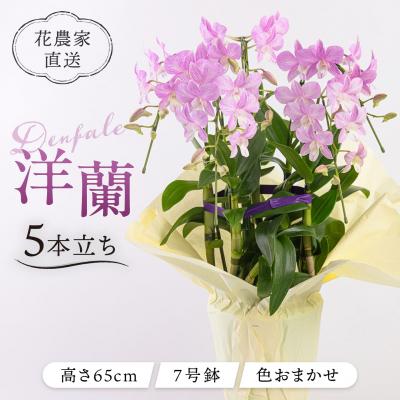 ふるさと納税 糸島市 【ギフトに】デンファレ(洋蘭)5本立ち 糸島市/和饗エコファーム株式会社 [AVI003]