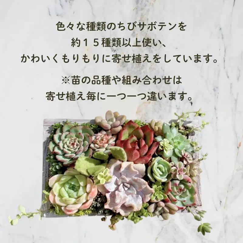 多肉植物 木箱寄せ植え ／ aju succulent 植物 インテリア アレンジ ガーデニング 15種 そのまま飾れる プレゼント ギフト 奈良県 葛城市【ajus009】