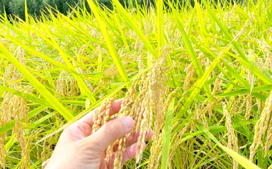 栽培期間中出来るだけ農薬を減らした「かすみ米」白米 5kg茨城県共通返礼品・潮来市産