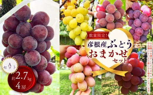 【先行予約 8月中旬から発送】ぶどう 詰め合わせ 約2.7kg 4～5房 食べ比べ ピオーネ 藤稔 紅伊豆 安芸クイーン 多摩ゆたか ゴルビー 果物 くだもの フルーツ デザート  ブドウ 葡萄 詰合せ ギフト 贈答 期間限定 おまかせ 品種おまかせ 数量限定 品種 夏 秋 7年 8月 9月 滋賀 彦根