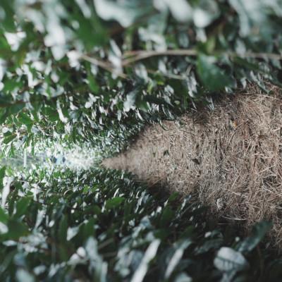 ふるさと納税 掛川市 【6本】掛川茶の香りを存分に味わうスパークリングティー | Apoptosis Sparkling |  | 03