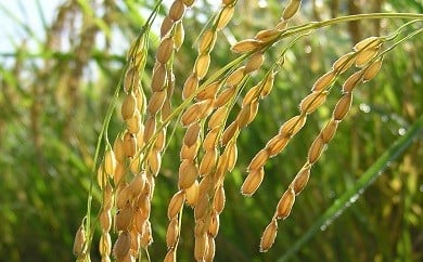 特別栽培メダカ米 白米 約10kg 白米 白米 白米 白米 白米 ［0508］
