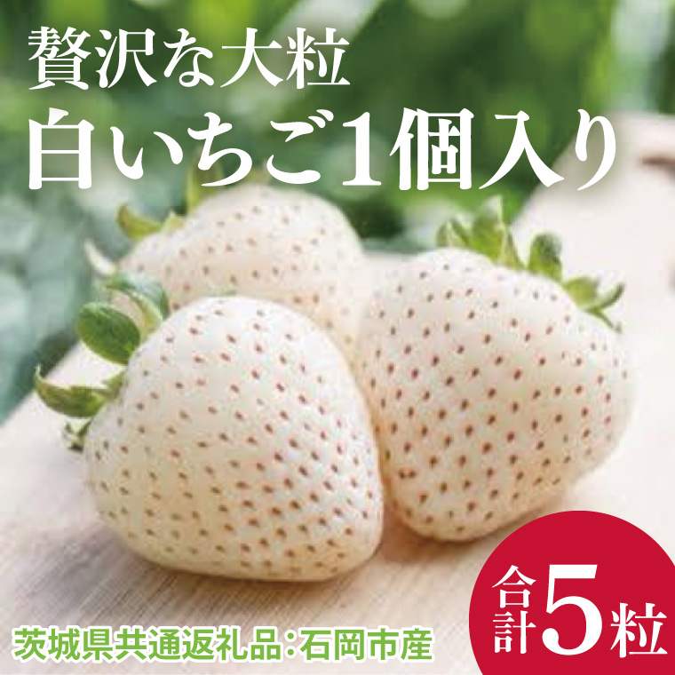 【先行予約】贅沢な大粒いちご1個入り 白いちご×5パック（茨城県共通返礼品：石岡市産）※2025年12月より発送開始（CD107）