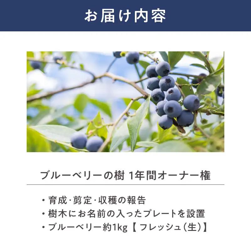 2855 鹿児島県鹿屋市 無農薬ブルーベリーの樹1年間オーナー権（50本限定） KN026-016 体験チケット