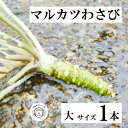 【ふるさと納税】マルカツ わさび 大 サイズ 1 本 令和 4年 岩手県 わさび 根わさび 品評会 最優秀賞 受賞 遠野市 産 新鮮 太い 生 こんたでぃーの遠野