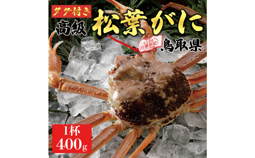 【2025年11月発送】特撰 松葉がに（なま）【ブランドタグ付き】400g超のサイズ  1杯