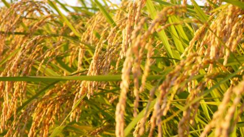 【 令和7年産 】数量限定 桜川市産 こしひかり 10kg（5kg×2袋） 茨城県産 桜川 米 お米 白米 コメ ごはん 精米 コシヒカリ こしひかり 国産 限定 [AX009sa]