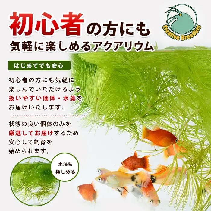 【10営業日以内に発送】ミックスラメめだか10匹+マツモ付き (アクアファームはくと/IB167-007)