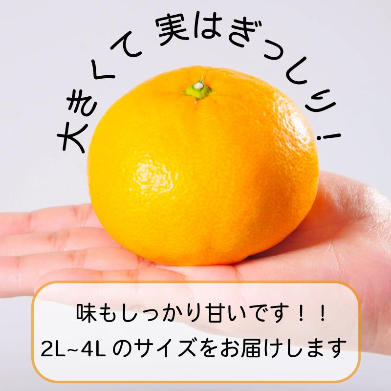 【2026年11月発送】みかん 大玉 温州みかん 5kg 2L~4Lサイズ みかん 蜜柑 ミカン オレンジ フルーツ ふるーつ 果物 くだもの 小松島市
