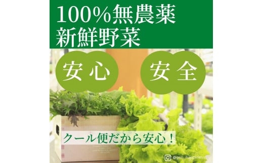 
☆滋賀県大津市から直送！☆新鮮無農薬野菜詰め合わせ
