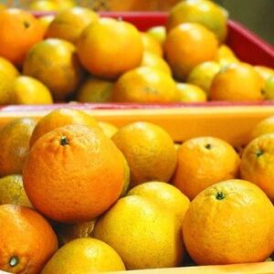 【先行予約! 2026年2月より順次発送】 平農園のたんかん 【ご自宅用】約5kg【1406662】