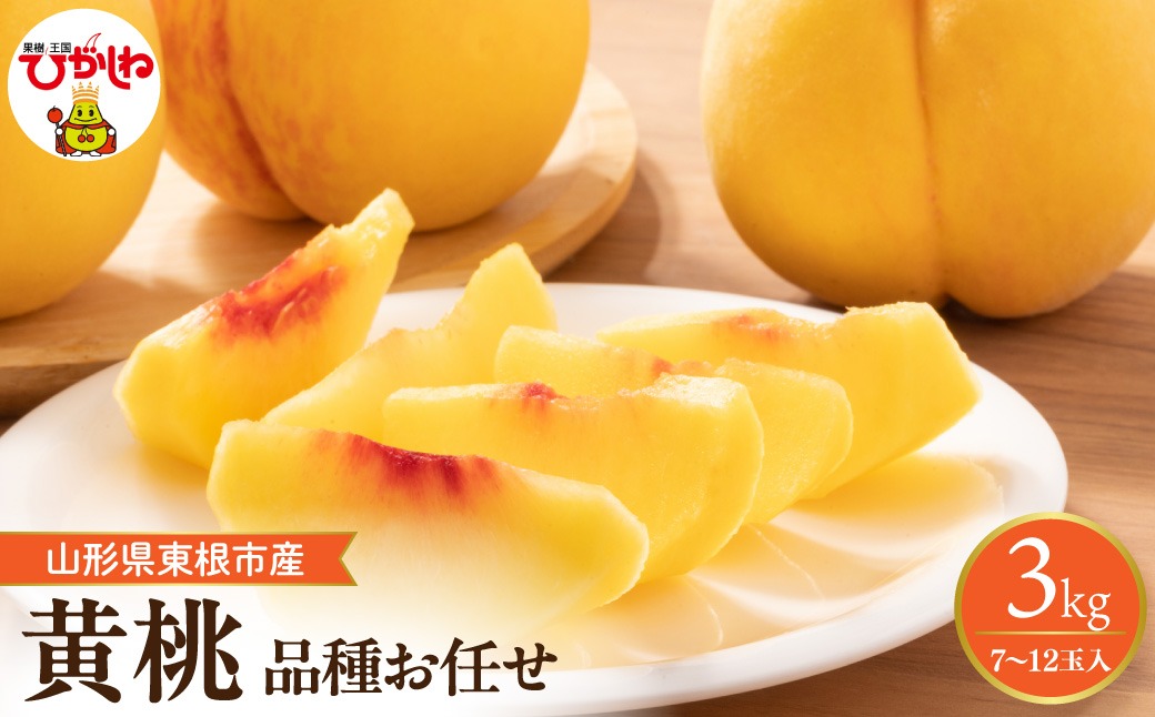 【2026年産先行予約】　採れたて黄桃(品種お任せ) 約3kg (7～12玉)晴天畑提供 山形県 東根市 hi026-057