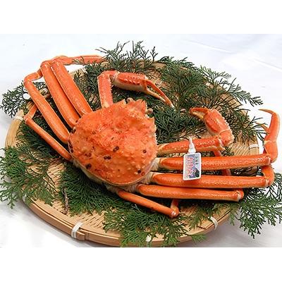 ふるさと納税 新温泉町 松葉ガニの本場より活〆茹でたてを即出荷　釜茹で松葉ガニ(冷蔵)　1枚　約800g