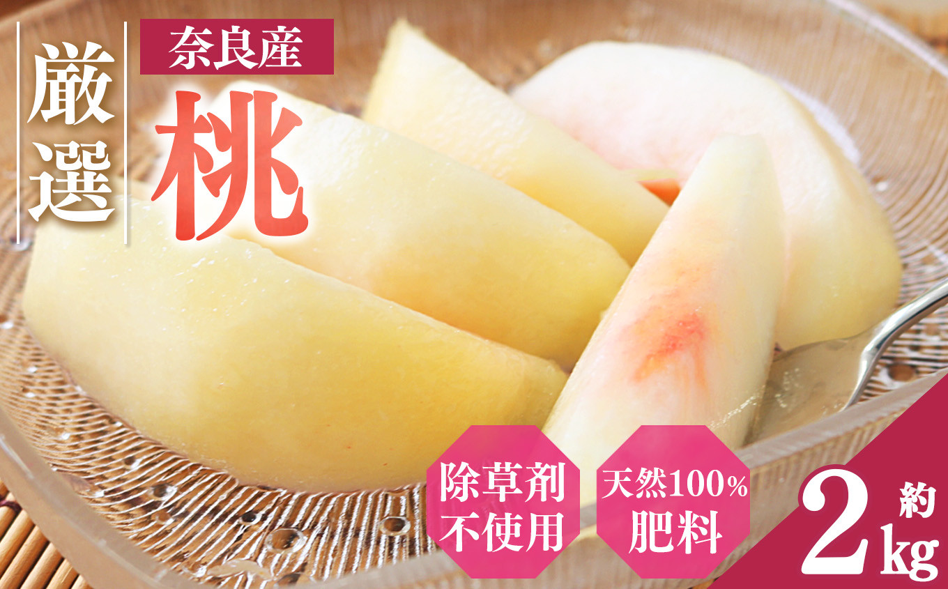 
                  大和果樹園の桃 約 2kg | フルーツ 果物 くだもの 桃 もも ピーチ 甘い 産地直送 新鮮 とれたて やわらかい 果肉 果実 芳醇 おいしい ジューシー6月下旬 日川白鳳 7月上旬 八幡白鳳 夢しずく 7月中旬 みさか白鳳 あかつき 7月下旬 清水白桃 夏おとめ 8月初旬 川中島白桃 白麗 お中元 お供 除草剤不使用 不耕起草生栽培 天然肥料 100％ 大和果樹園 奈良県 五條市
                