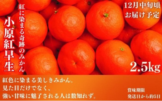 フルーツ 定期便 4回　旬に出逢う城下町の果実 定期配送 いちご 桃 シャインマスカット みかん ぶどう 果実 果物 フルーツ 旬のフルーツ フルーツギフト フルーツ定期 フルーツ定期便 果物定期 果