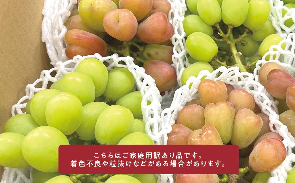 こちらはご家庭用訳あり品です。着色不良や粒抜けなどがある場合があります。