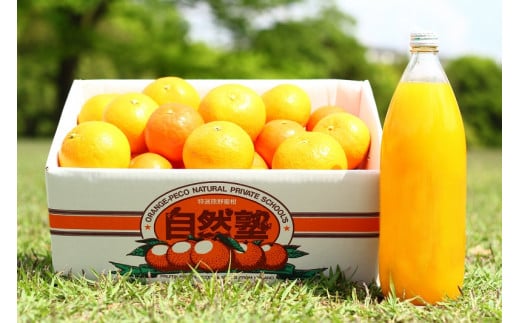 自然塾 季節のみかん＆まるごと果汁 詰合せ みかん ミカン 温州みかん フルーツ 果物 くだもの 柑橘 不知火 ポンカン みかんジュース ジュース 甘い 濃厚 産地直送 数量限定 人気 国産 三重県 熊野市 【szjk0001】