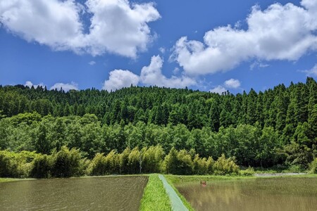 令和７年産 白川の美米 １０kg 令和7年産 南小国産 玄米 白米 3分づき 5分づき 7分づき 森のくまさん 精米 米 5kg 2袋 お米 ご飯 ごはん 無農薬 農薬不使用 自然栽培 産地直送 白川