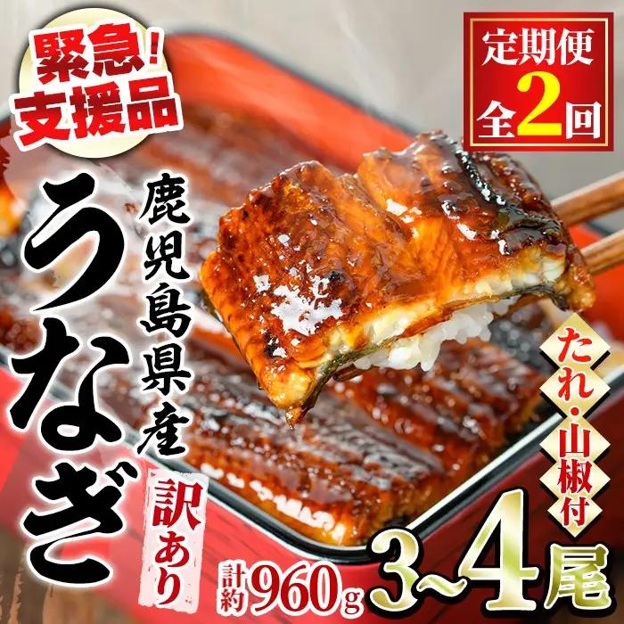 【0254308b】＜定期便・全2回＞【緊急支援品】＜訳あり＞鰻の蒲焼き(無頭)(3～4尾×2回・計約960g・タレ、山椒付) うなぎ ウナギ 鰻 国産 蒲焼 蒲焼き たれ 鹿児島 ふるさと 人気 支援 【アクアおおすみ】