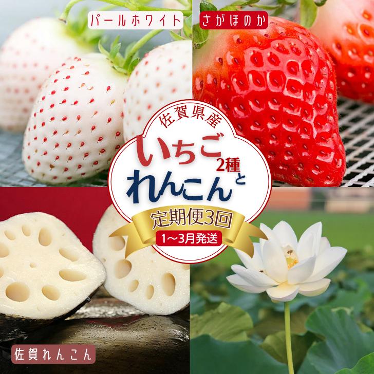 【定期便3回】佐賀県産 いちごとれんこん【1～3月発送】：B420-001