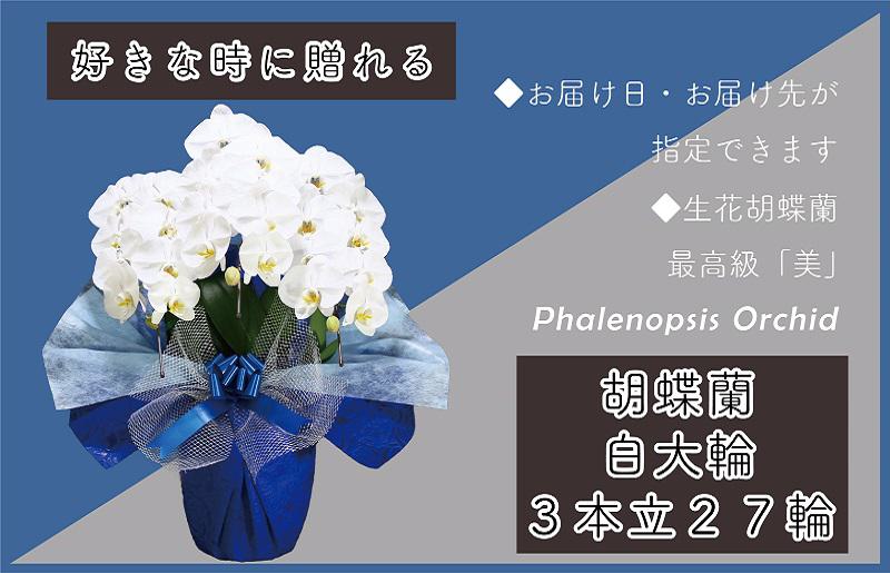 3本立て 胡蝶蘭 27輪〜30輪 白色【木製大型木札 または メッセージカード 付き ラッピング お祝い ギフト 贈答 贈り物 プレゼント 生花 花 農福連携 大阪 泉佐野 大阪府 泉佐野市】