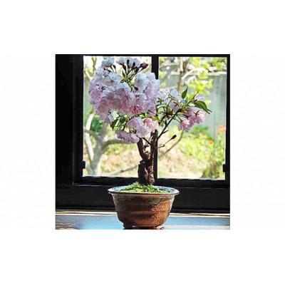 ふるさと納税 香芝市 自宅でサクラのお花見が楽しめます【例年4月頃開花】桜盆栽