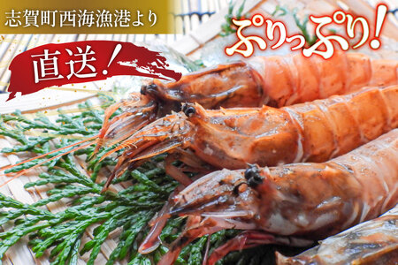 【期間限定発送】 超甘！赤ガスエビ 冷蔵 400g