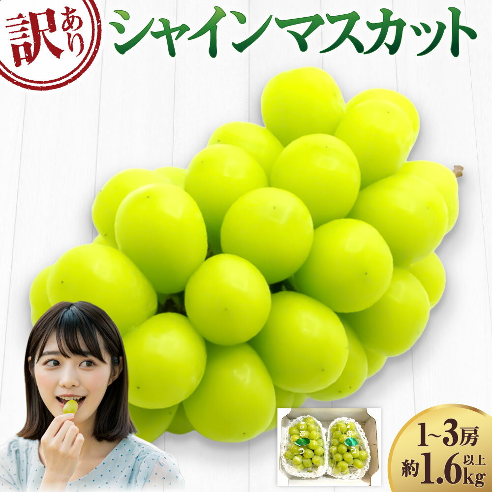 【ふるさと納税】【訳あり】ご家庭用 シャインマスカット 1～3房（約1.6kg以上） 種なし ブドウ ぶどう 葡萄 くだもの 果物 果実 フルーツ 冷蔵 岡山県産 国産 岡山県 倉敷市 送料無料 【2025年9月上旬～10月下旬迄発送予定】