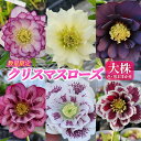 【ふるさと納税】【数量限定】北海道芦別市 石黒花園 クリスマスローズ ダブル 大株 色・形おまかせ　お届け：2025年4月上旬～2025年5月上旬