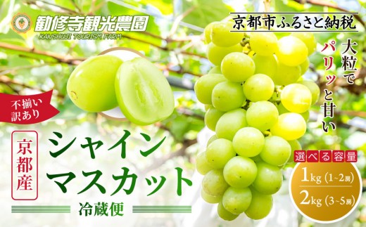 
                  《先行予約 2026年8月下旬～9月発送》【勧修寺観光農園】不揃い訳あり 京都市産 シャインマスカット 1～2kg｜シャインマスカット 人気［ 観光農園 シャインマスカット ぶどう 不揃い 訳あり フルーツ デザート おいしい グルメ 人気 おすすめ お取り寄せ 通販 送料無料 ふるさと納税 ］
                