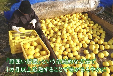 【 柑橘 】 柑橘 土佐文旦 10kg